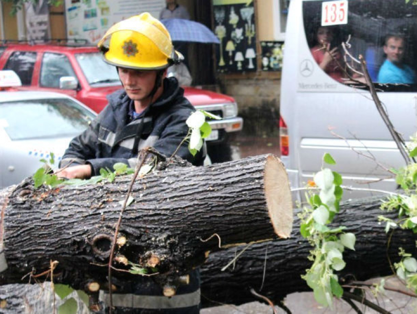Выгнать начальников и отдать их зарплату рабочим предложил директору «Зеленого хозяйства» врио генпримара