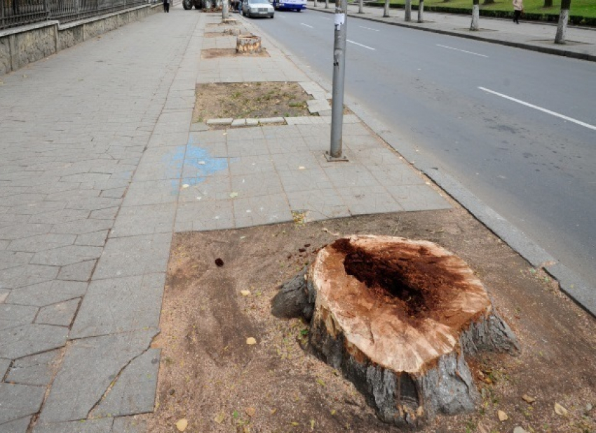 На улице Бэнулеску-Бодони спилили 18 деревьев