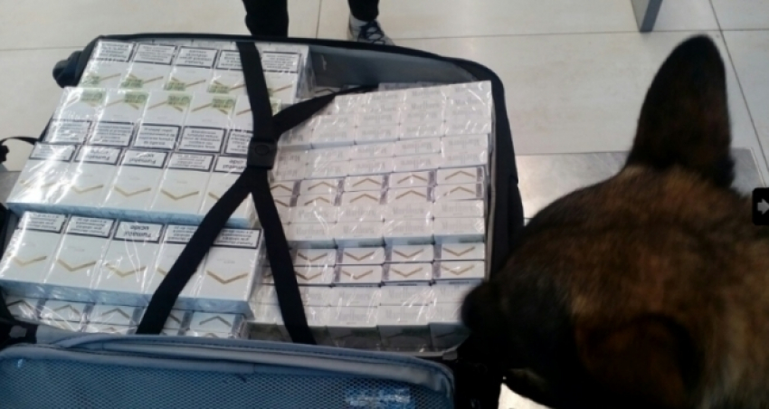 Служебный пес Кишиневского аэропорта обнаружил в багаже британца контрабанду