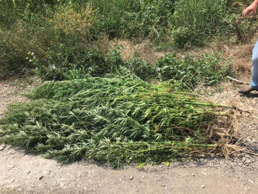 В Молдове продолжают находить крупные посадки конопли
