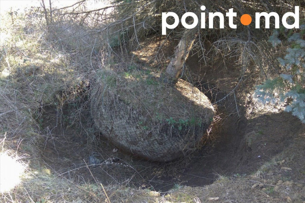 ель1.jpg
