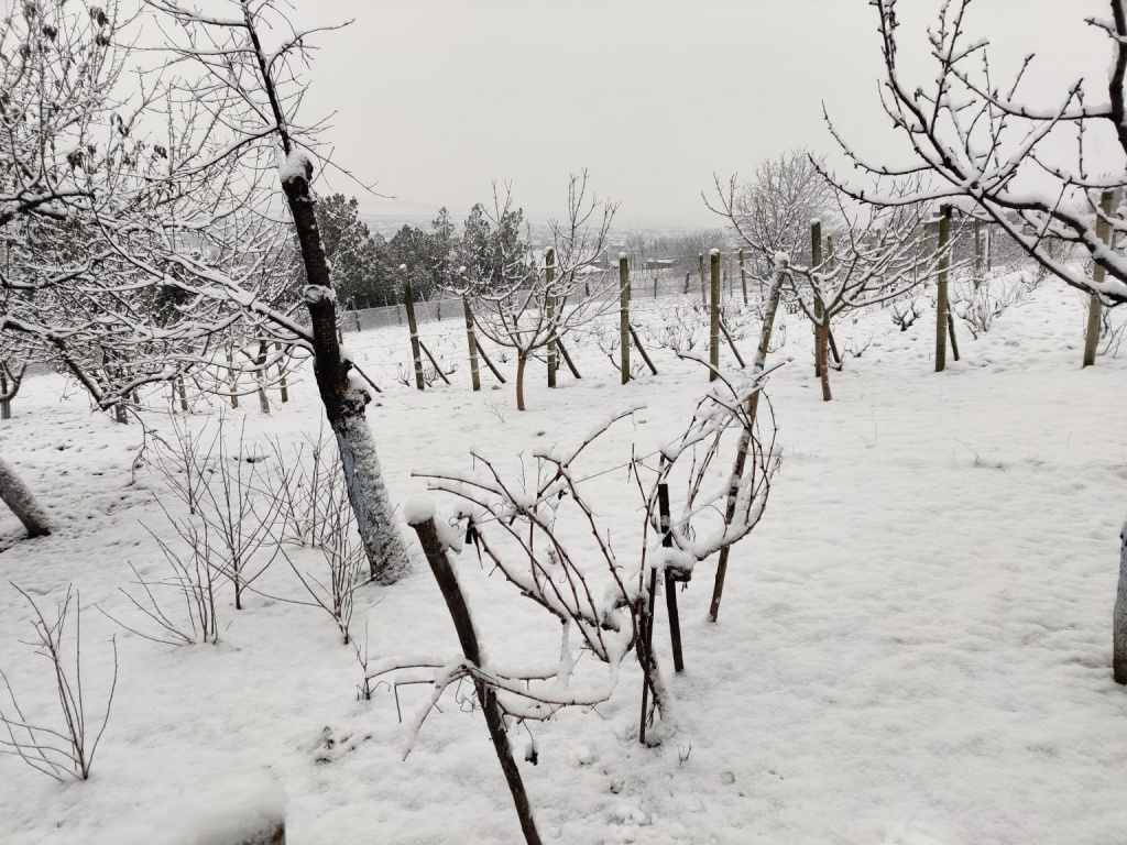 Выпал долгожданный снег. Долгожданный снег. Фотографии зимы в Молдове с 15 января. Когда выпадет снег в Молдовке.