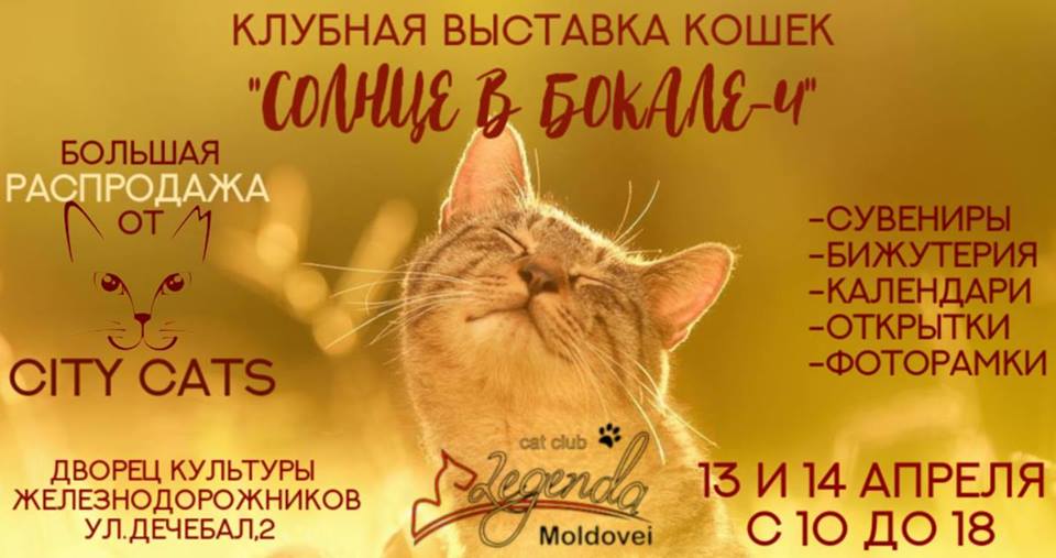 13 апреля Выставка кошек.jpg